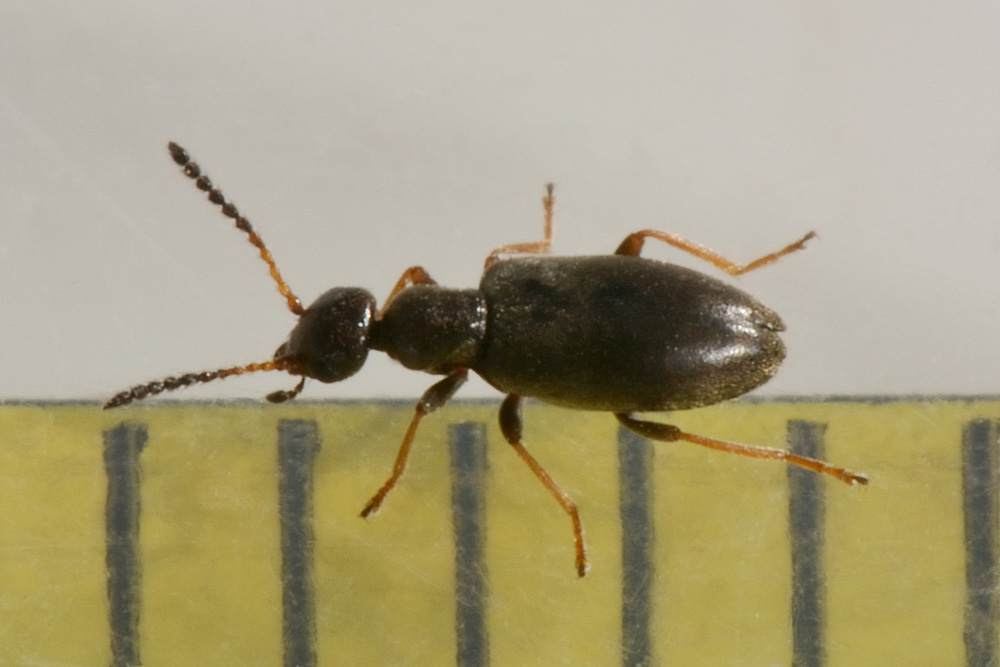 Anthicidae, Microhoria fasciata helvetica